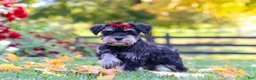 Miniature Schnauzer dogs for sale: Eva - Ad 6