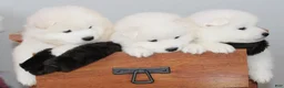 Samoyed dogs for sale: Aspen - Ad 8