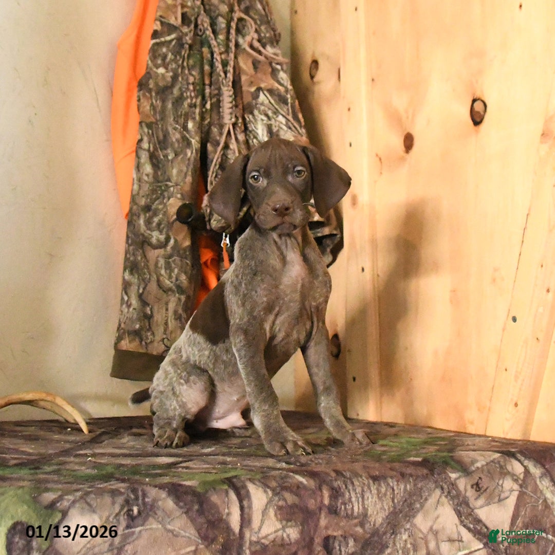 German Shorthaired Pointer dogs for sale: Hunter - Ad 1
