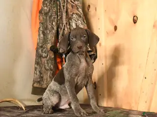 German Shorthaired Pointer dogs Hunter - Ad 5