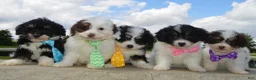 Mini Bernedoodle dogs for sale: Mini Brynn - Ad 15