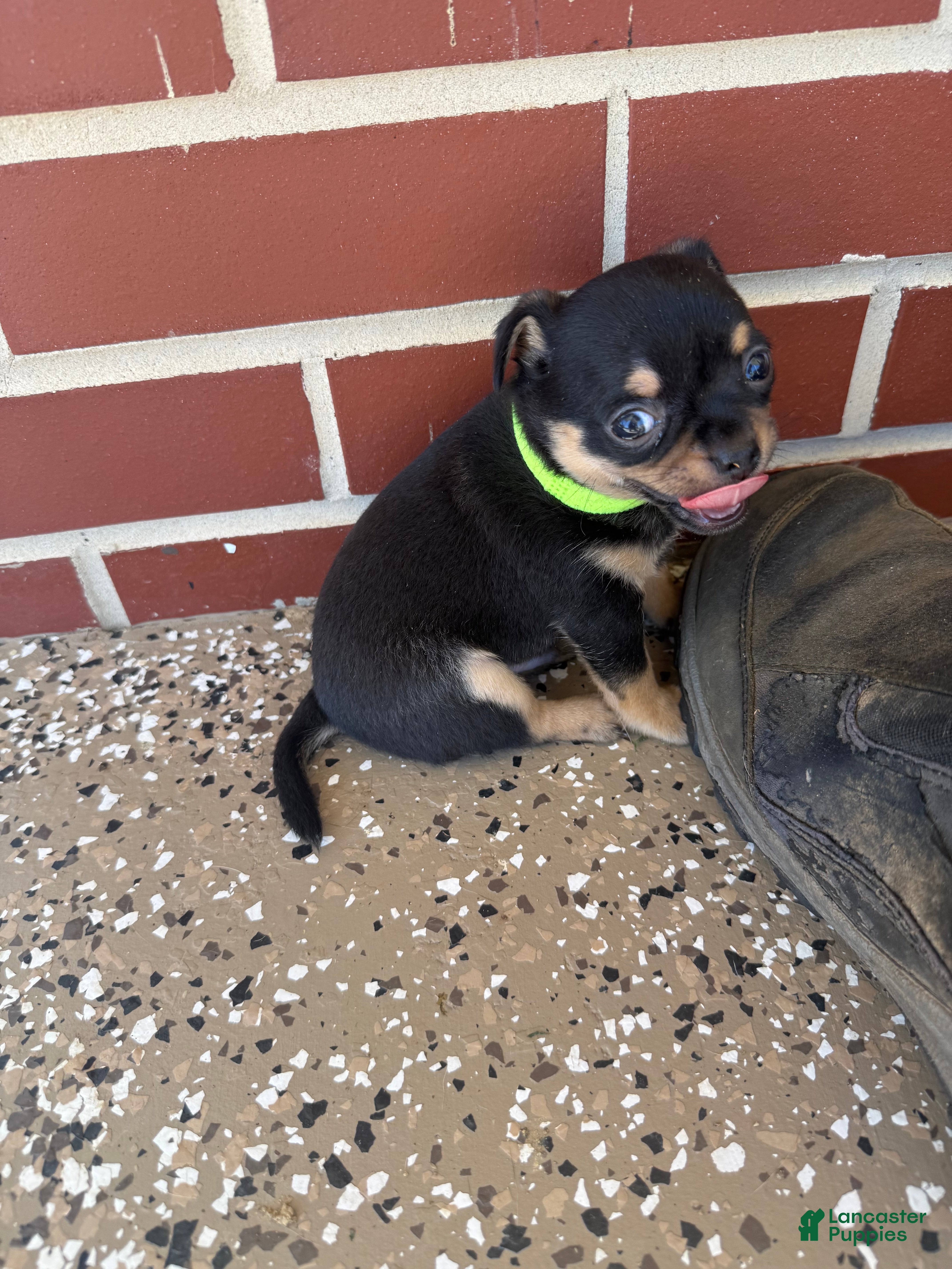 Chihuahua dogs Chihuahua 3 - Ad 2