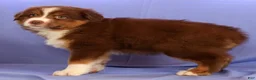 Miniature Australian Shepherd dogs for sale: Austin - Ad 3