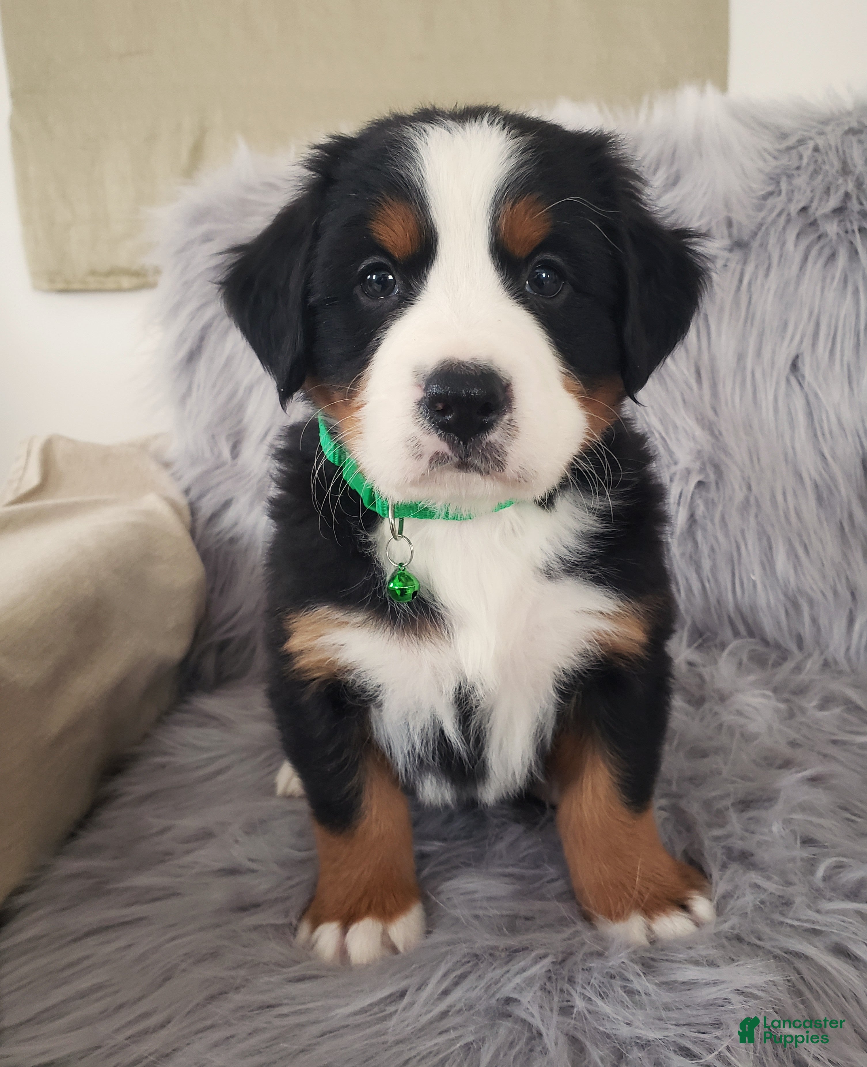 Bernese Mountain Dog dogs Maverick-Health Tested Parents - Ad 2