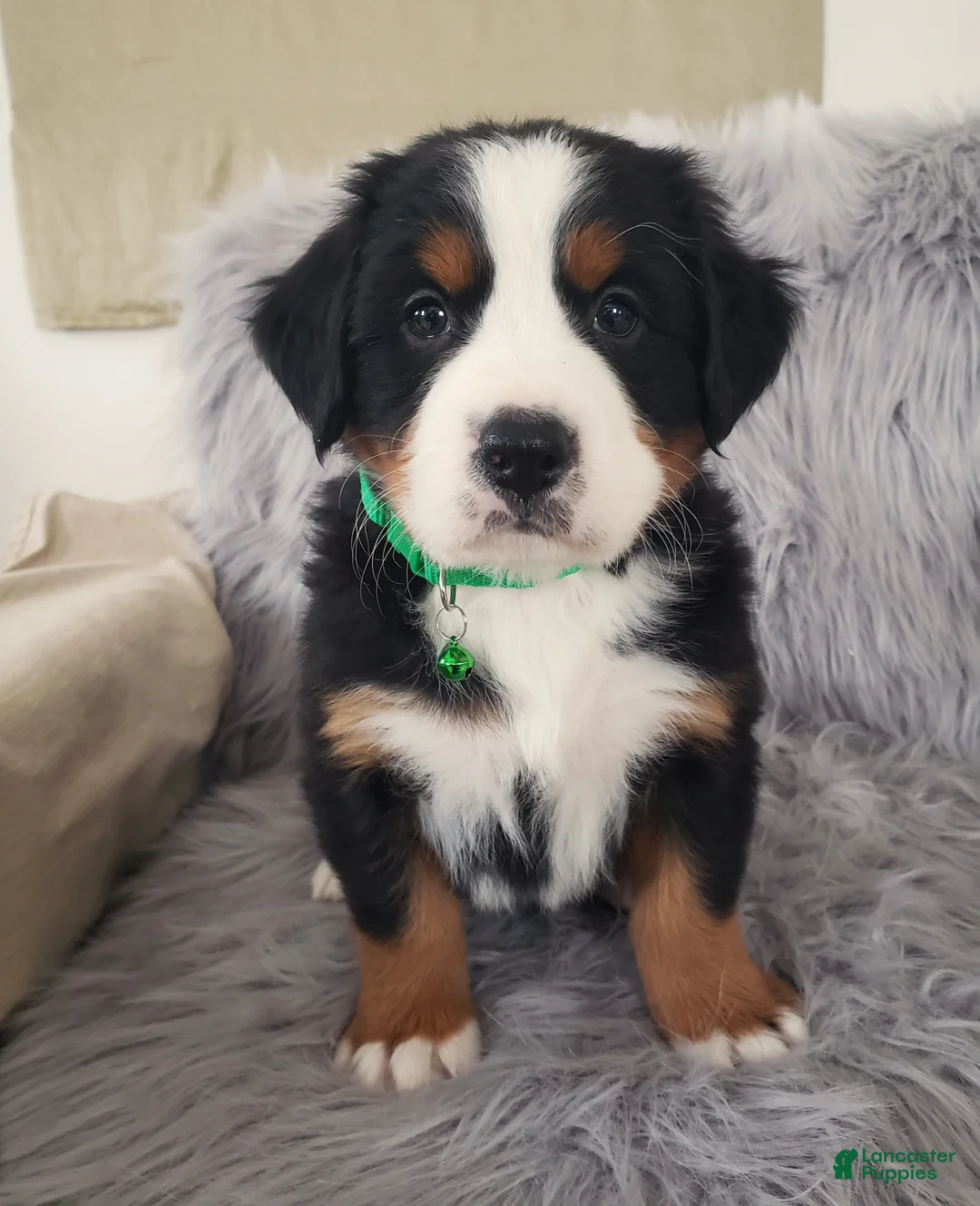 Bernese Mountain Dog dogs for sale: Maverick-Health Tested Parents - Ad 1