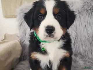 Bernese Mountain Dog dogs Maverick-Health Tested Parents - Ad 2