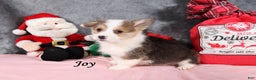 Welsh Corgi Pembroke dogs for sale: Joy - Ad 4