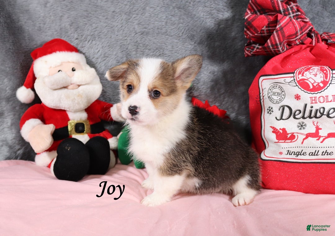 Welsh Corgi Pembroke dogs for sale: Joy - Ad 4