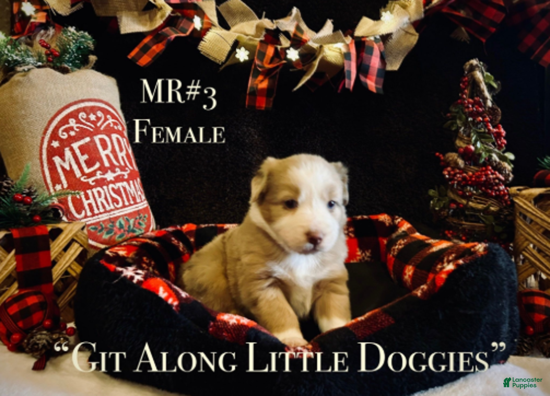 Australian Shepherd dogs for sale: MR#3 - Ad 3