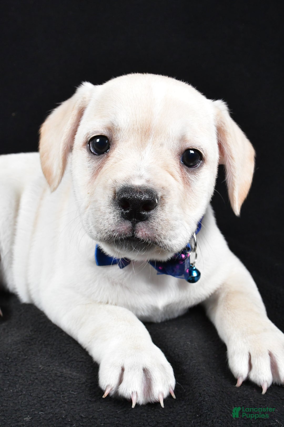 Mixed Breed dogs for sale: Domino - Ad 3