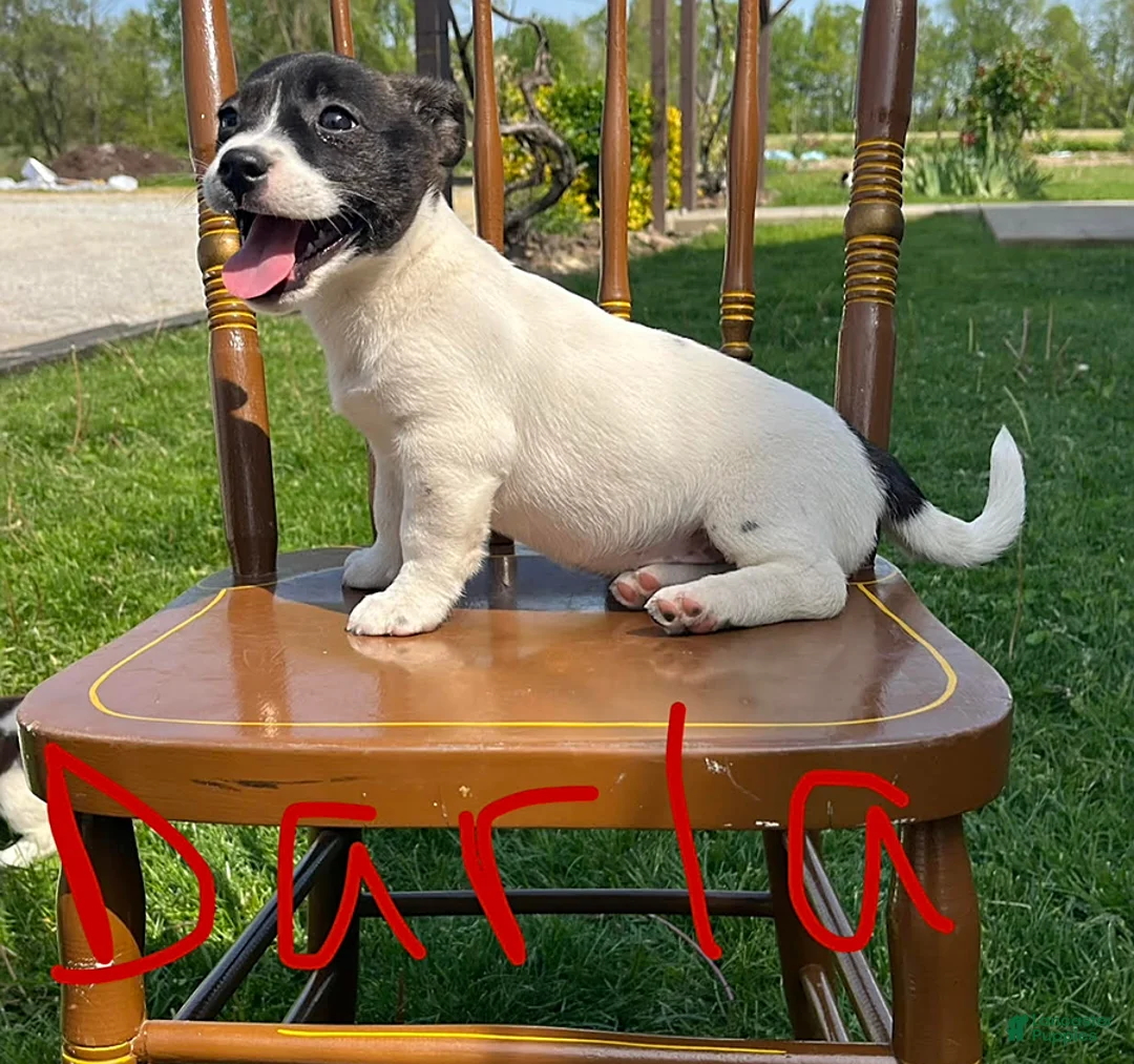 Jack Russell Terrier dogs for sale: Darla - Ad 3