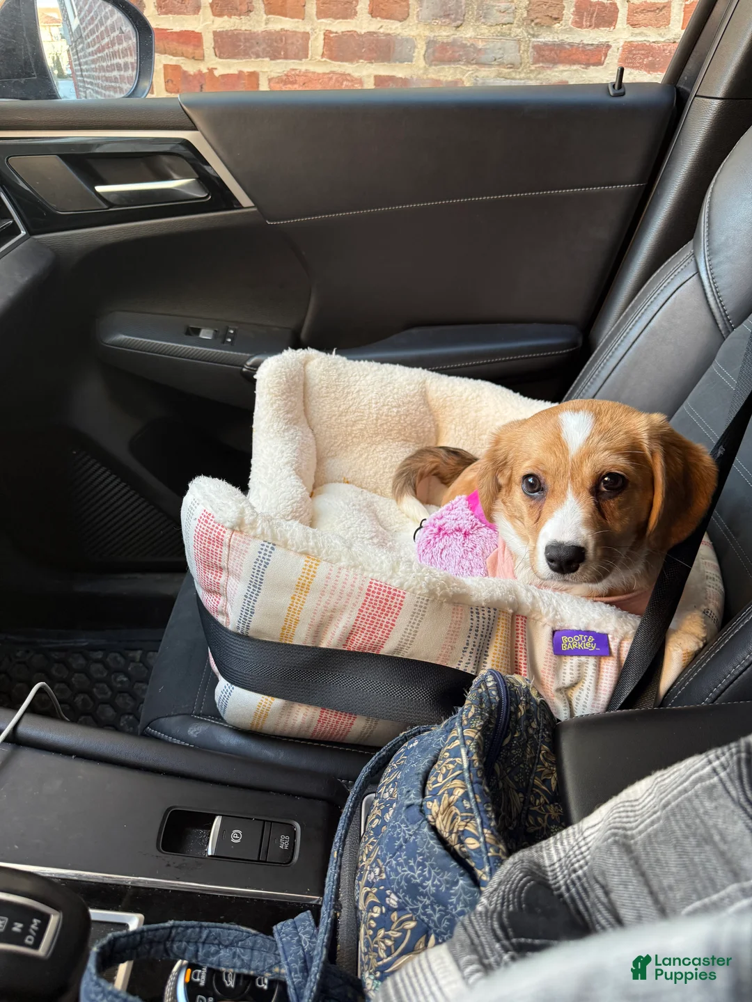 Mixed Breed dogs for sale: Ellie  - Ad 2