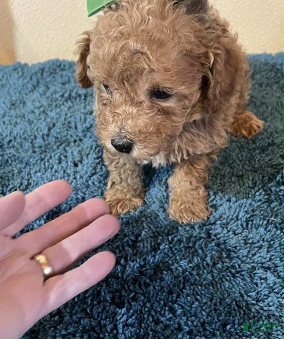 Toy Poodle dogs for sale: Andy - Ad 1