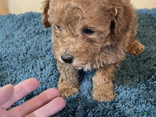 Toy Poodle dogs Andy - Ad 37
