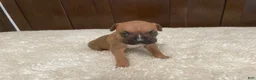 Boxer dogs for sale: Colt - Ad 3