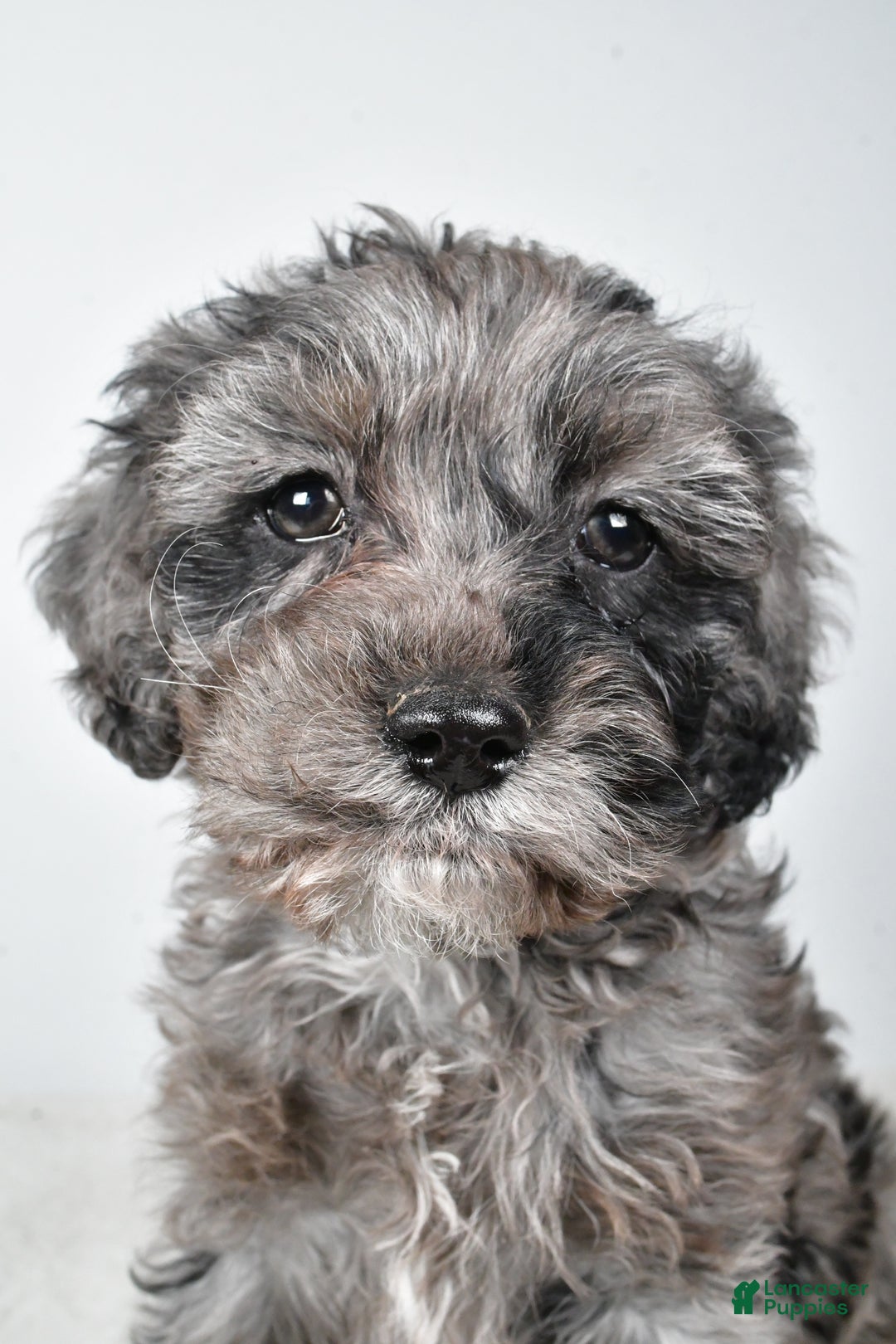 Cockapoo dogs for sale: Kelly - Ad 1