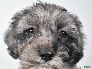 Cockapoo dogs Kelly - Ad 34