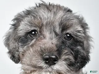 Cockapoo dogs Kelly - Ad 11