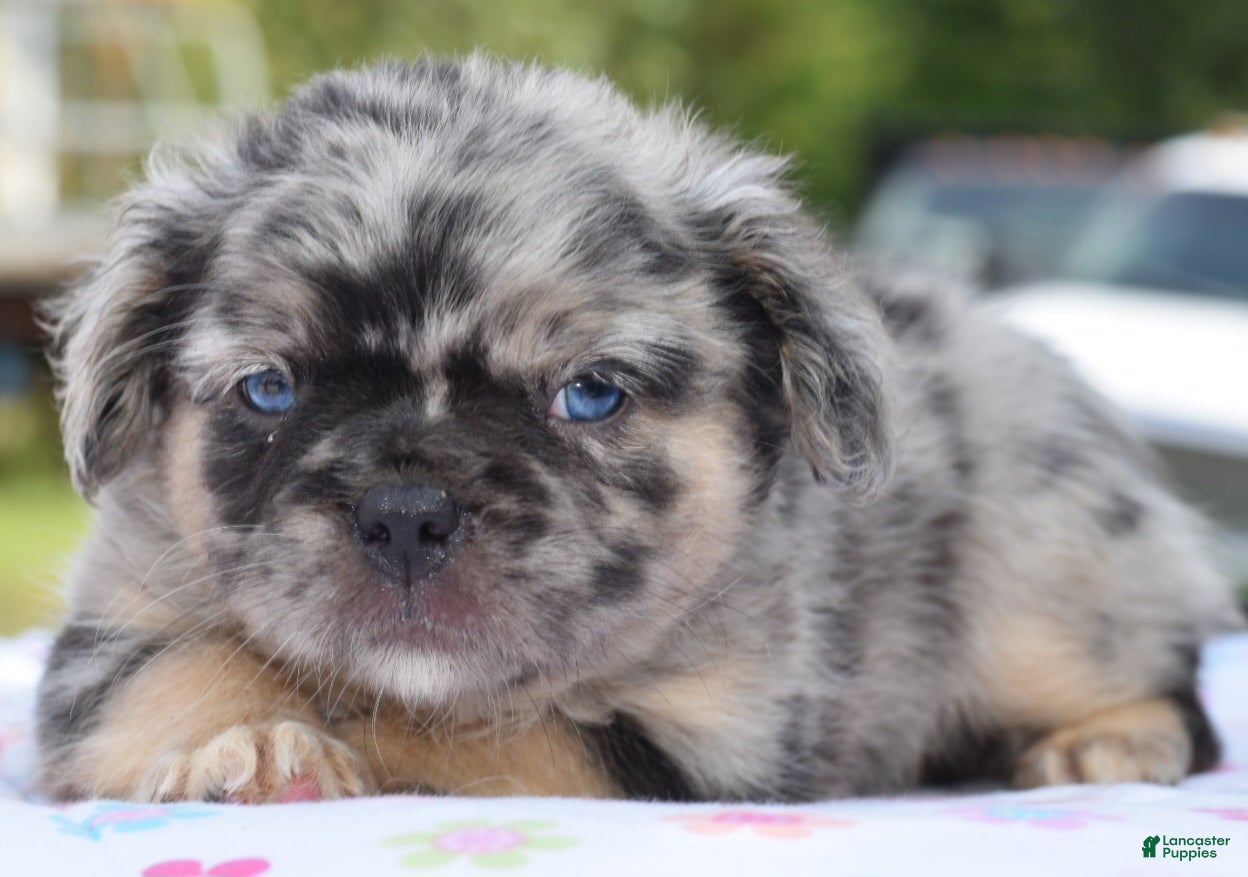 Mixed Breed dogs Ruby blue eyes merle - Ad 1