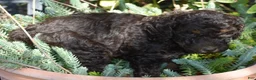 Standard Poodle dogs for sale: Standard Poodle 4 Brown Phantom - Ad 12