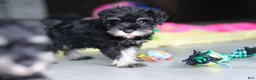 Miniature Schnauzer dogs for sale: Percy - Ad 18