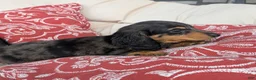 Dachshund dogs for sale: Dachshund 2 - Ad 3