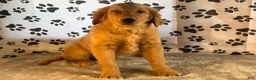 Golden Retriever dogs for sale: Jane - Ad 5