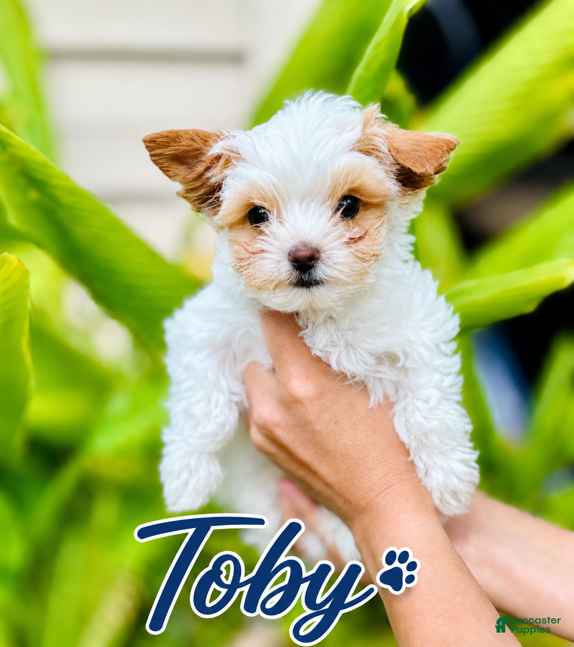 Yorkshire Terrier dogs Toby - Ad 1