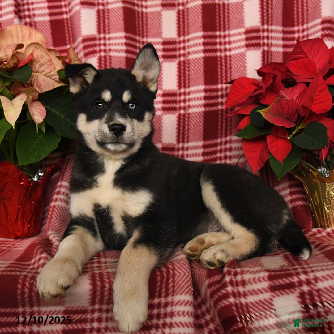 Pomsky dogs for sale: Glacier - Ad 1