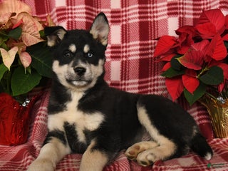 Pomsky dogs Glacier - Ad 41