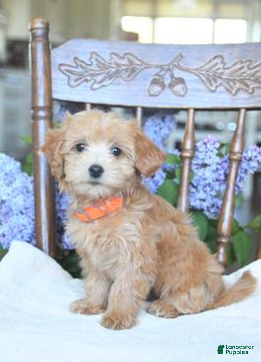 Gallery Image {{count}}