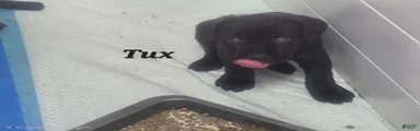 Tux