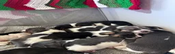 Basset Hound dogs for sale: Teddy - Ad 17