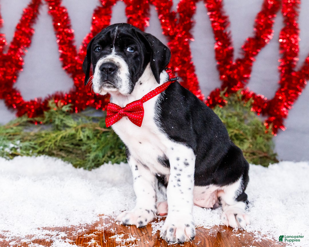 Great Dane dogs for sale: Cookie - Ad 15