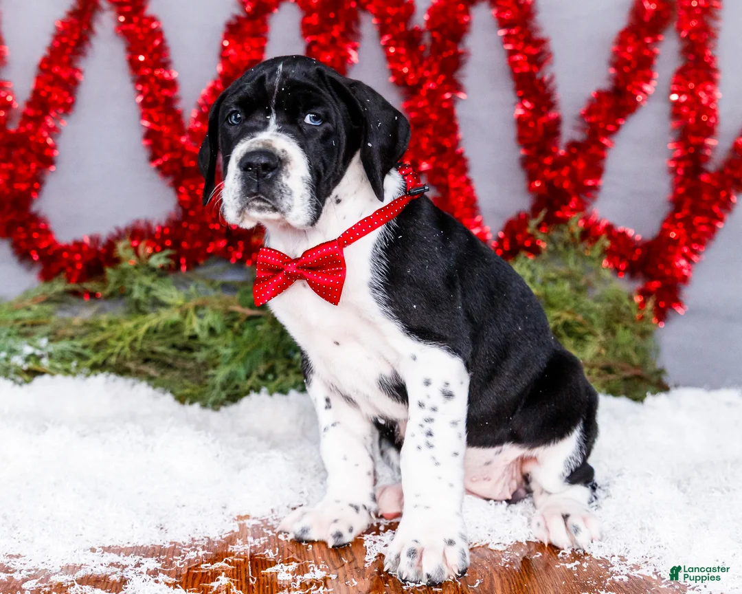 Great Dane dogs for sale: Cookie - Ad 26