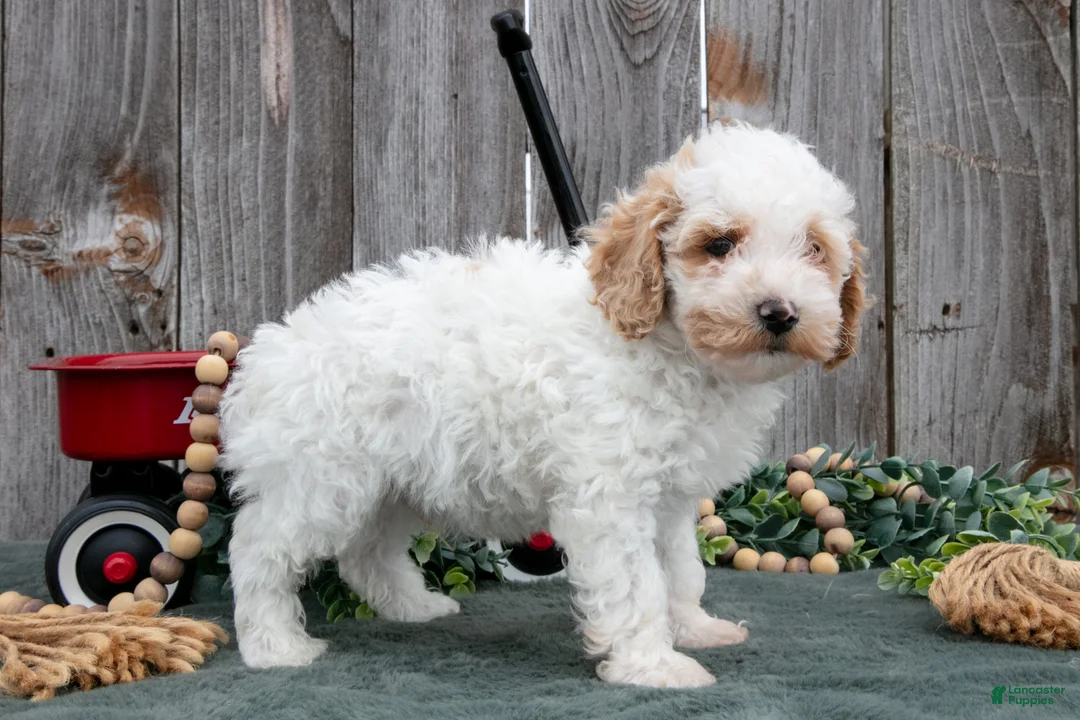 Toy Poodle dogs for sale: Dimple - Ad 3
