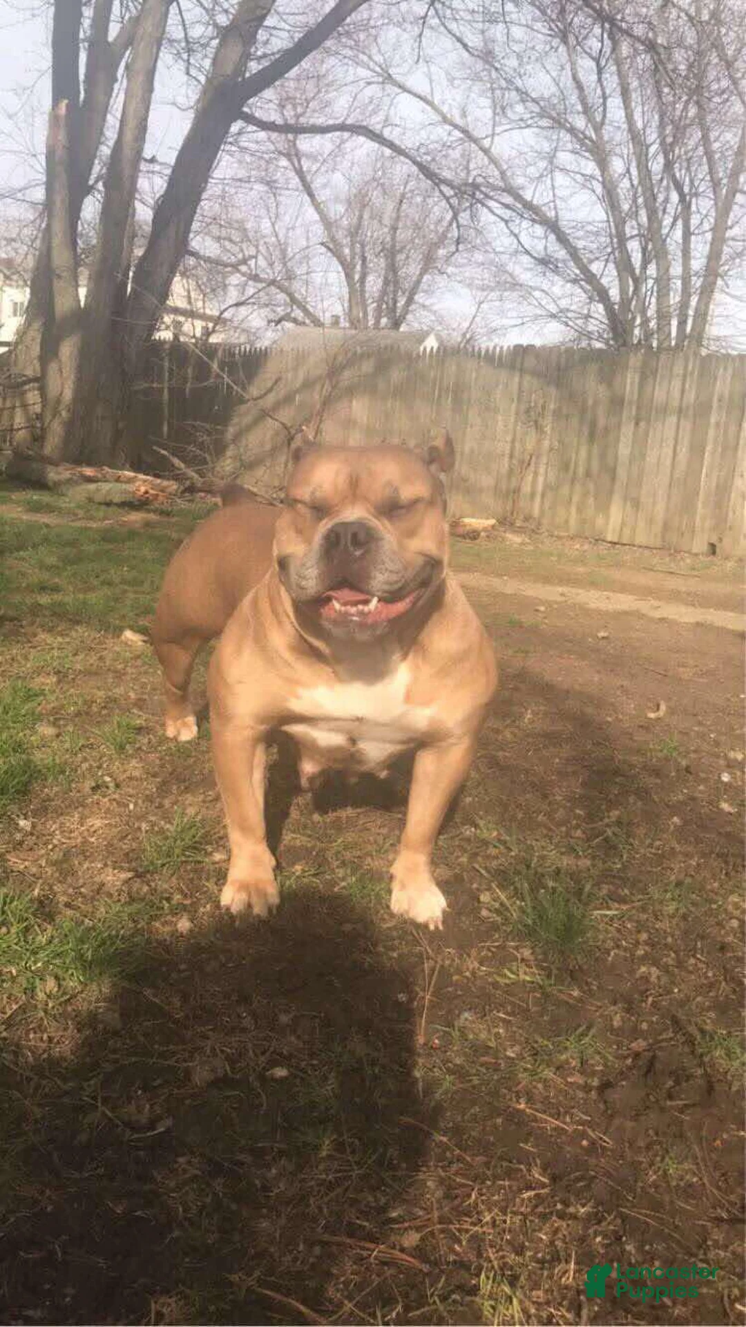 American Bully dogs for sale: Black tri Merle - Ad 4