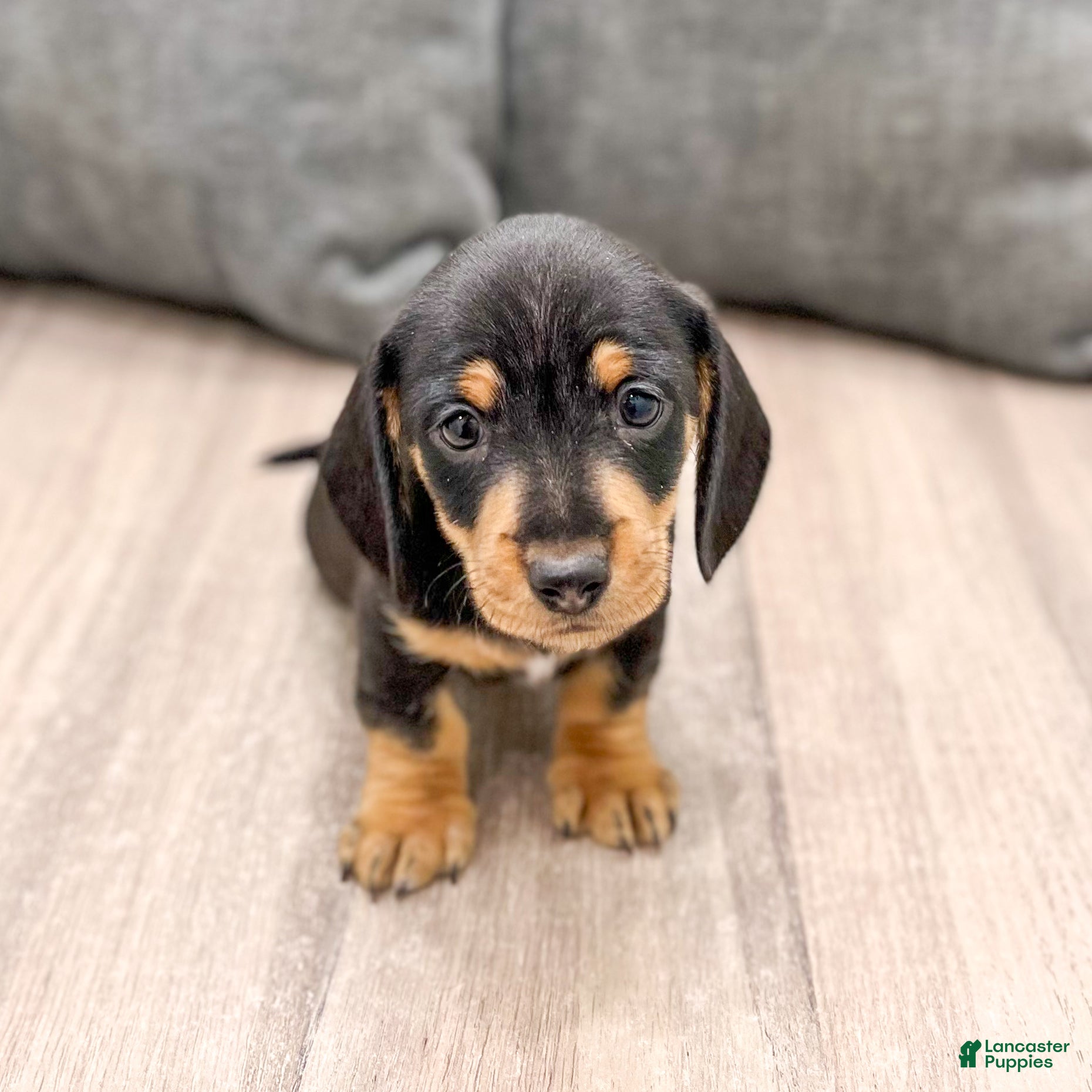 Miniature Dachshund dogs Mason - Ad 2