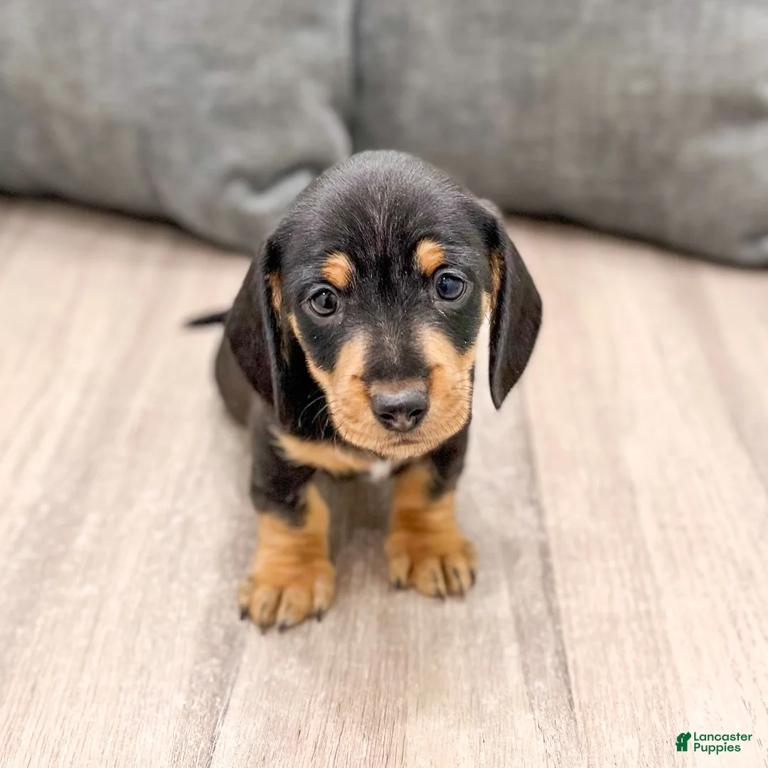 Miniature Dachshund dogs for sale: Mason - Ad 2