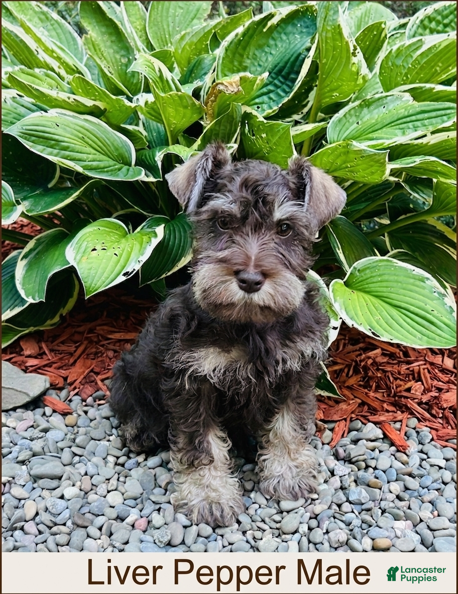 Miniature Schnauzer dogs Louie - Ad 12