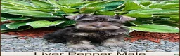 Miniature Schnauzer dogs for sale: Louie - Ad 1