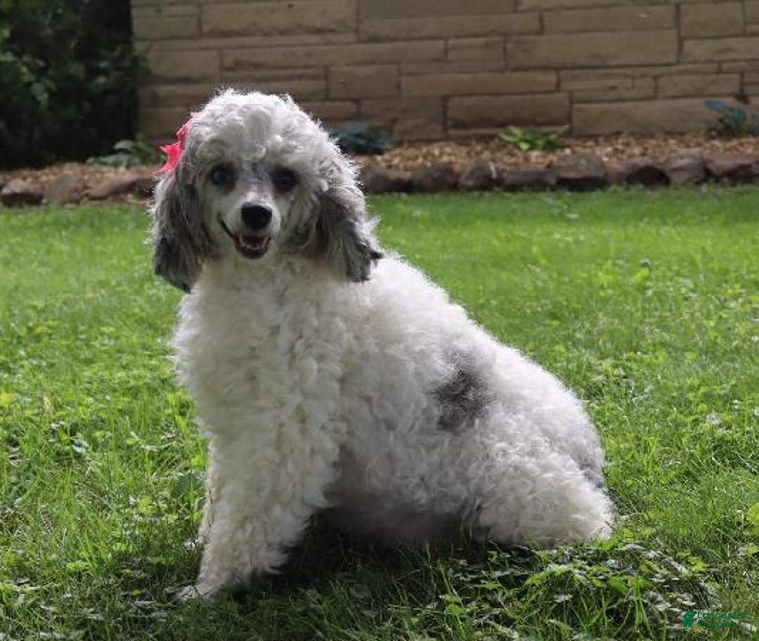 Cavapoo dogs for sale: Elliot - Ad 6