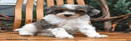 Miniature Poodle dogs for sale: Snowflake  - Ad 1