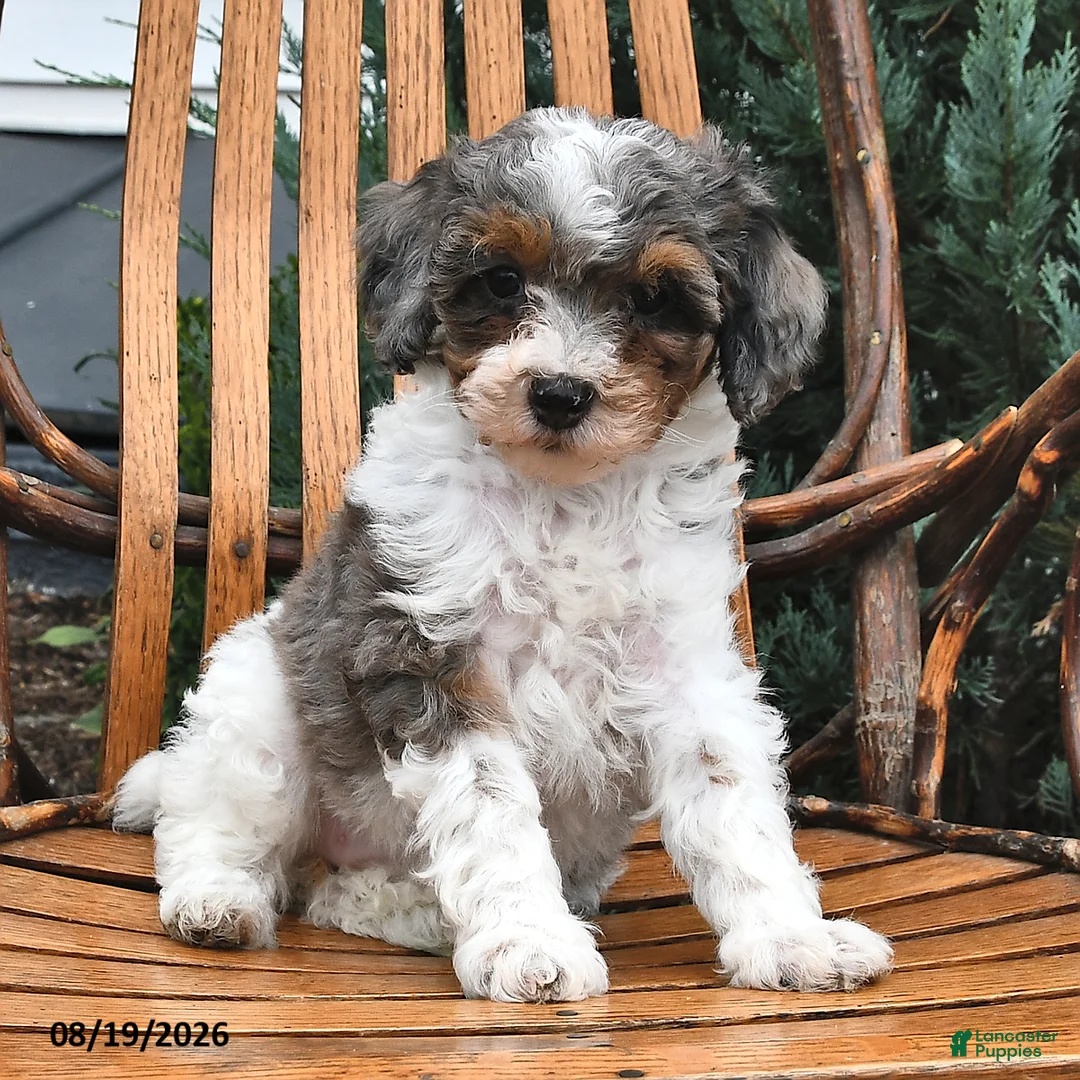 Miniature Poodle dogs for sale: Snowflake  - Ad 1