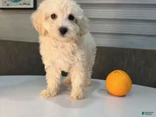 Toy Poodle dogs for sale: Milo - Ad 2
