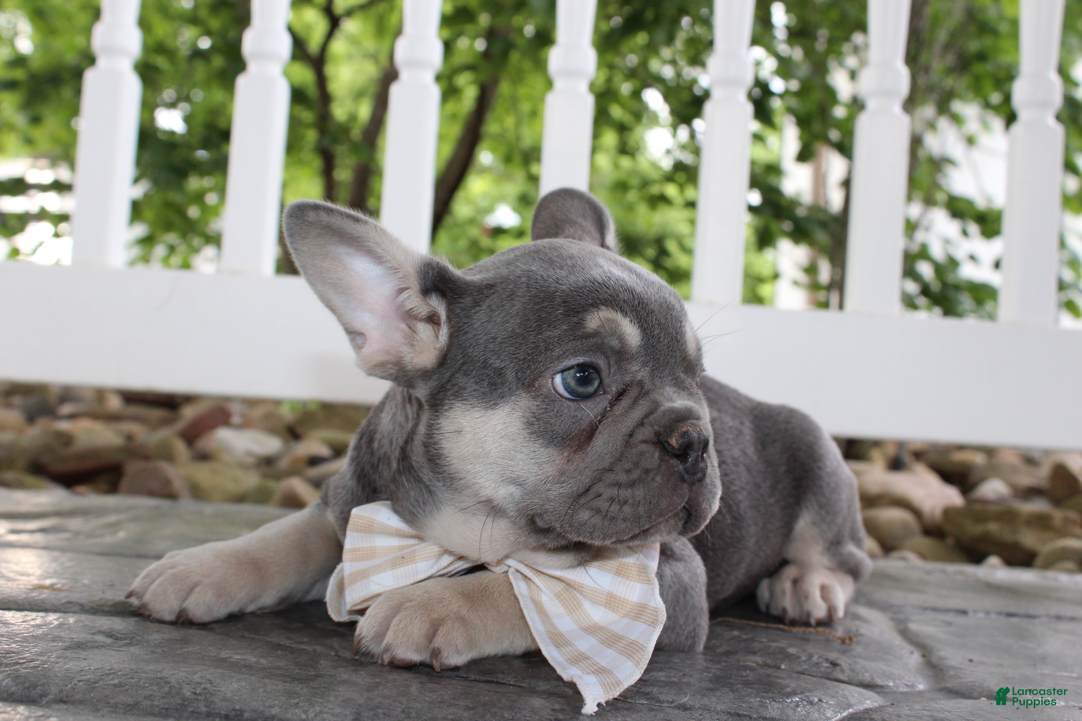 French Bulldog dogs AKC Harper - Ad 2