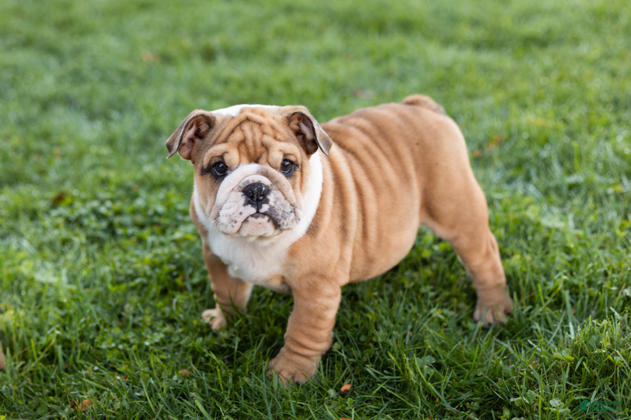 English Bulldog dogs for sale: Bailey  - Ad 2
