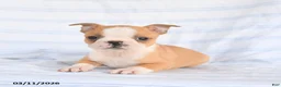Boston Terrier dogs for sale: Archie - Ad 3