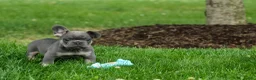 French Bulldog dogs for sale: Kilo  - Ad 7