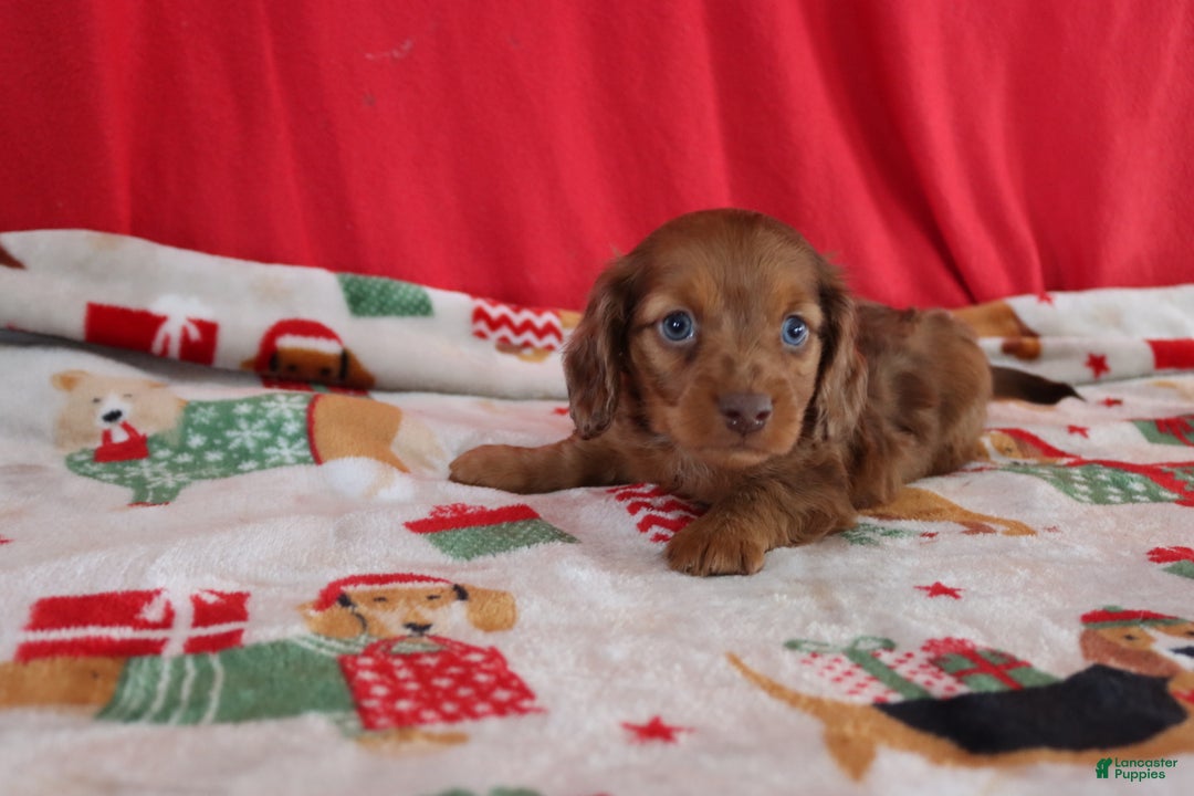 Miniature Dachshund dogs for sale: Andy - Ad 1